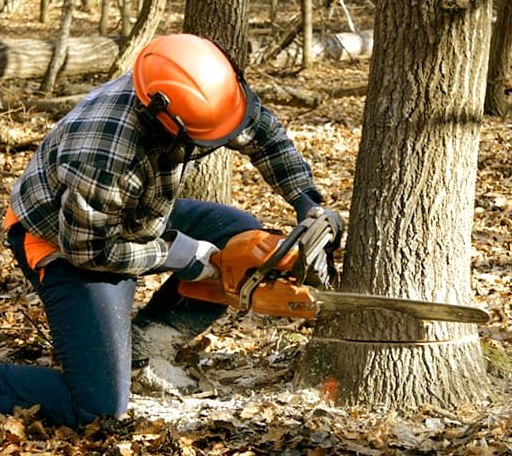 Tree Removal in Lehigh, KS